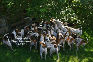 Foxhound Images by Betty Fold Gallery of Hawkshead Hill Cumbria